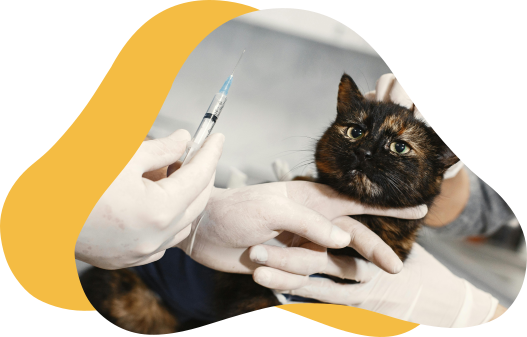 pet vaccinations